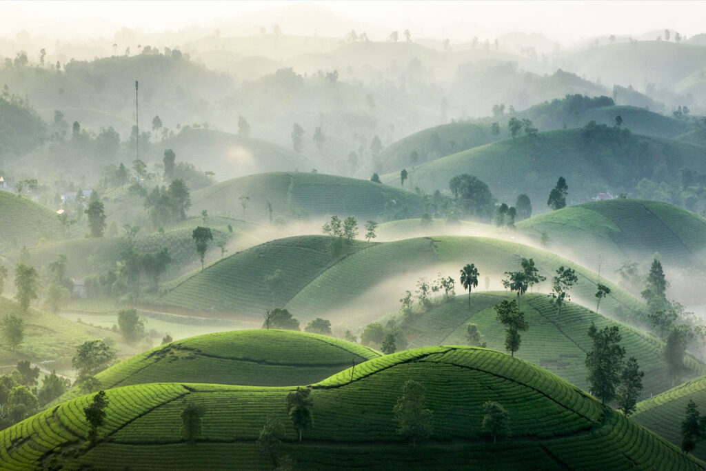 Phú Thọ